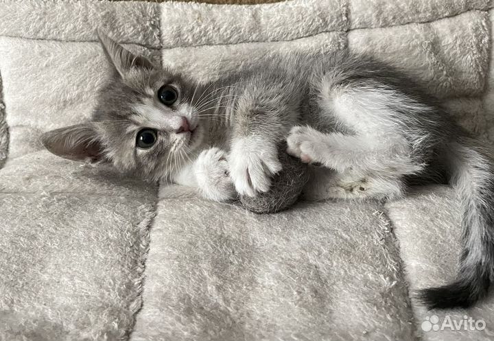 Отдам котенка в добрые руки