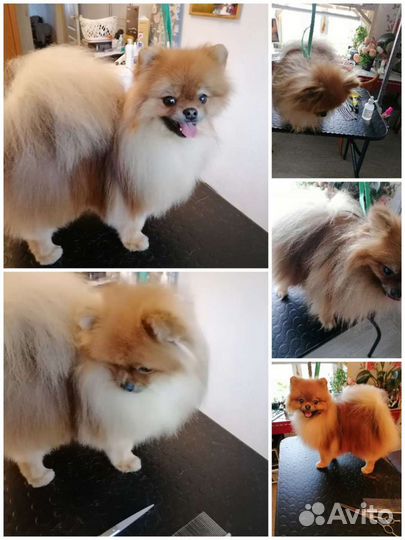 Груминг собак