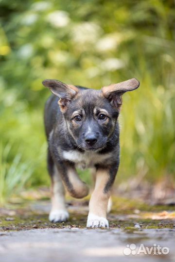 Щенок девочка в добрые руки