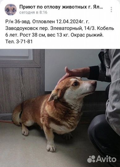 Собака в добрые руки