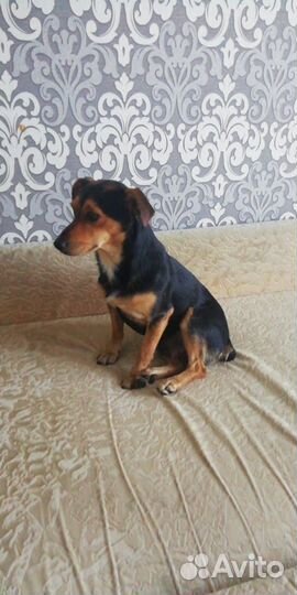 Продам собак