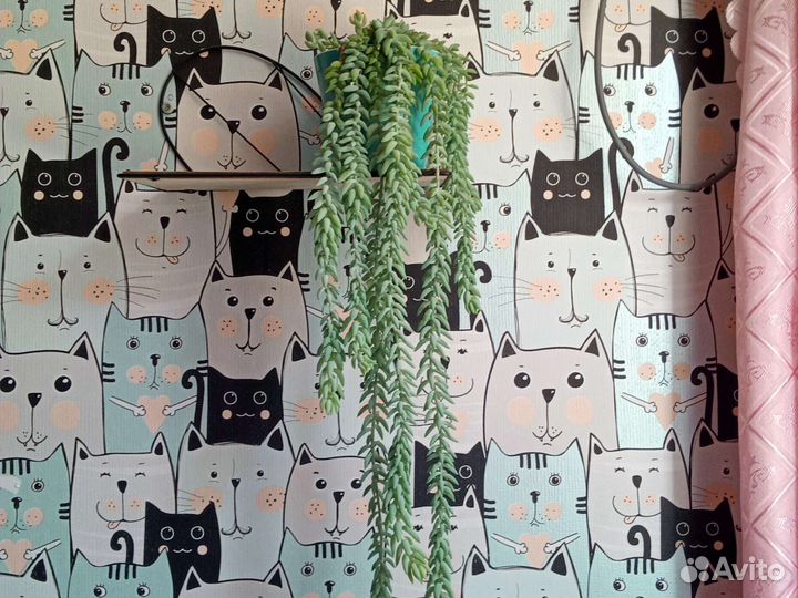 Очиток Моргана суккулент седум