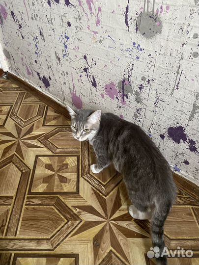 Отдам котенка в добрые руки