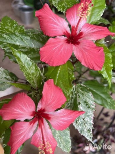 Гибискус купера вариегатный