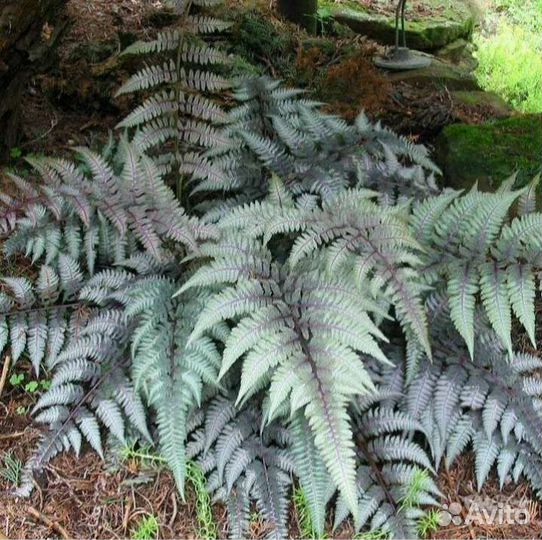 Кочедыжник ниппонский Металликум