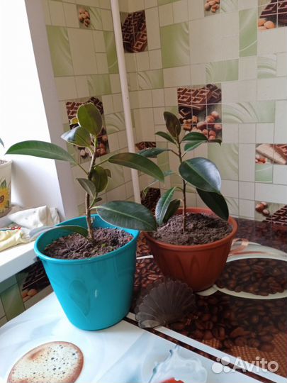 Комнатные растения цветы большие