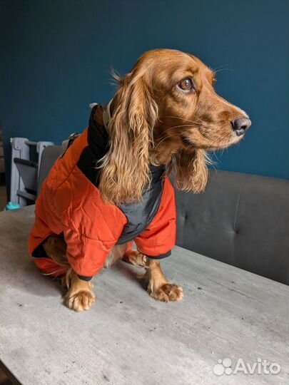 Одежда для средних собак