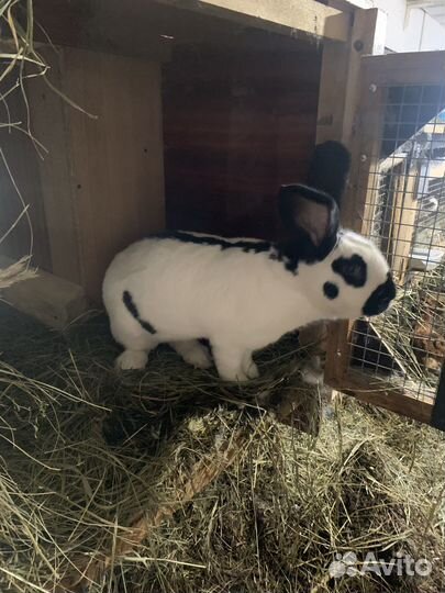 Немецкий пестрый великан - Строкач