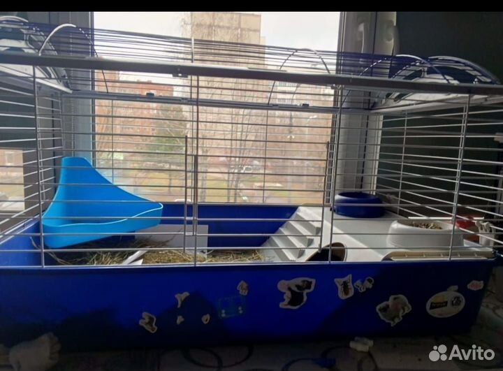 Морская свинка с клеткой