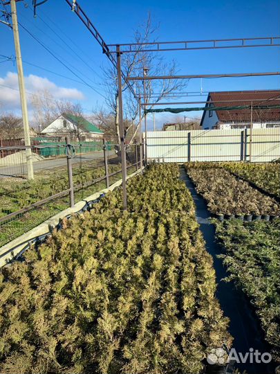 Туя западная смарагд в горшке