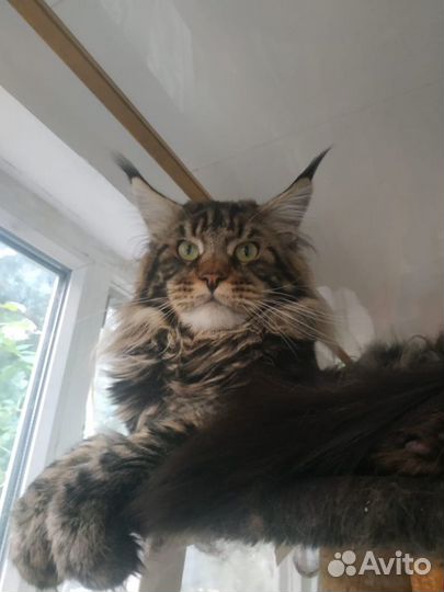 Мейн Кун Boss. Вязка