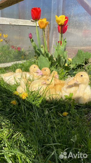 Суточные утята