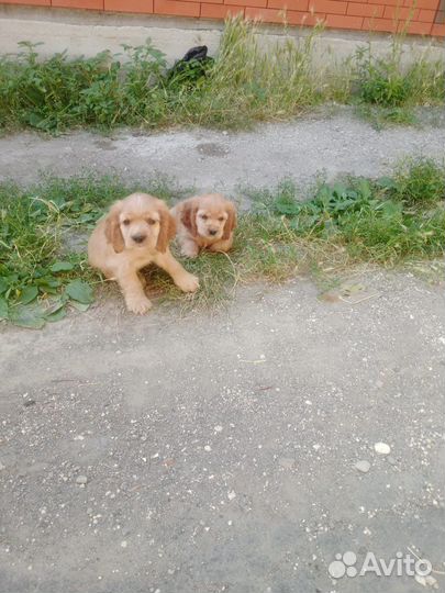 Кокер спаниель