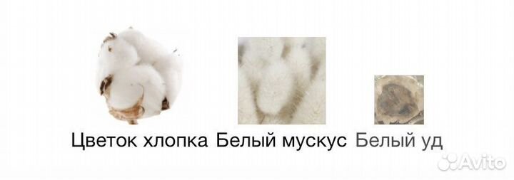 Zarkoperfume the muse оригинал