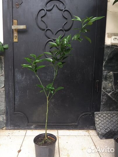 Апельсин дерево Вашингтон тонкокорый сладкий