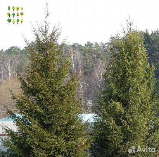 Крупномер ель с гарантией опт