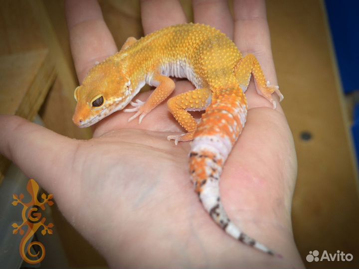 Пятнистый эублефар по лини та 2022 самцы и самки