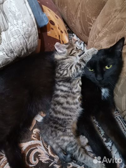 Кошечка тигренок в добрые руки