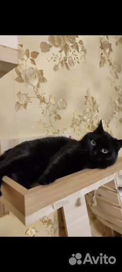 Кошка в дар бесплатно