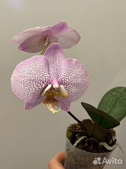 Орхидея фаленопсис Formation