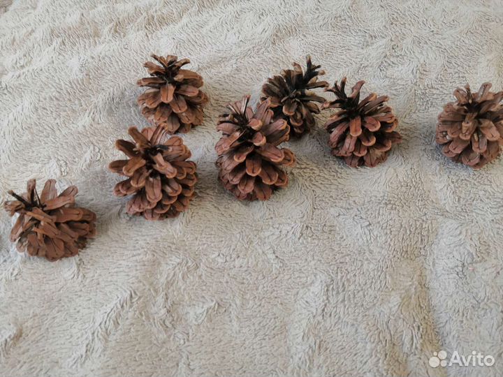 Шишки сосновые