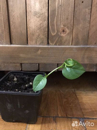 Базелла молодые росточки