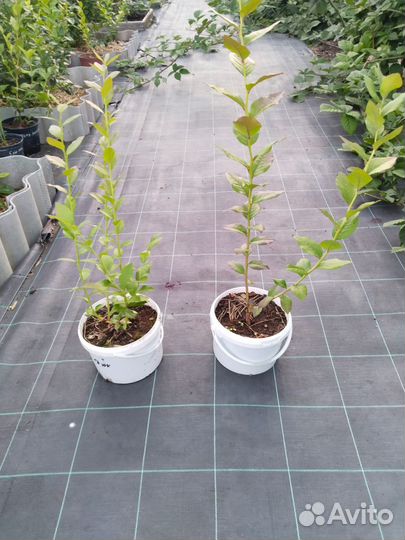 Саженцы голубики