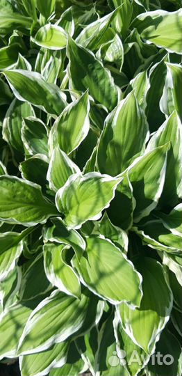 Хоста растение