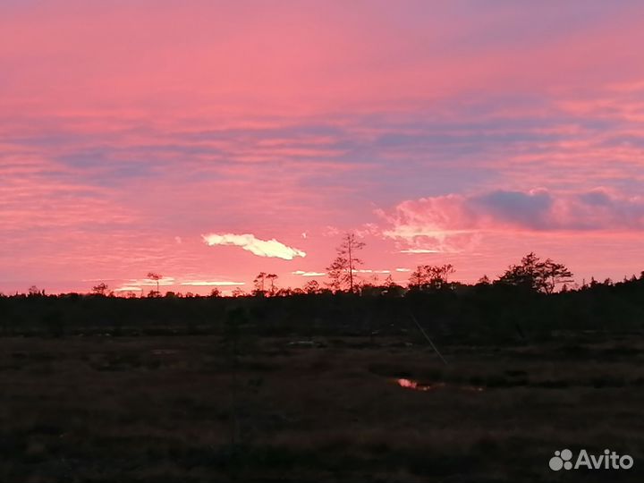 Охота на гусей