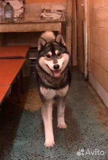 Чарли ищет дом