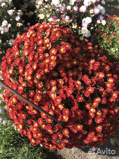 Хризантемы