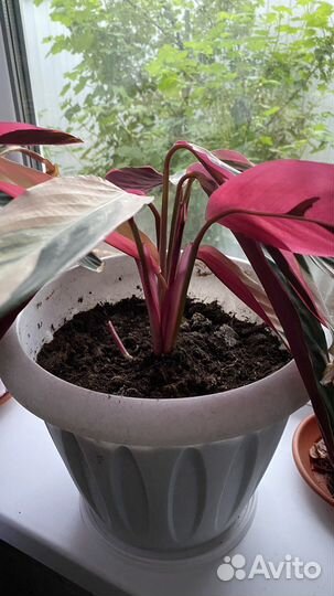 Строманта триколор