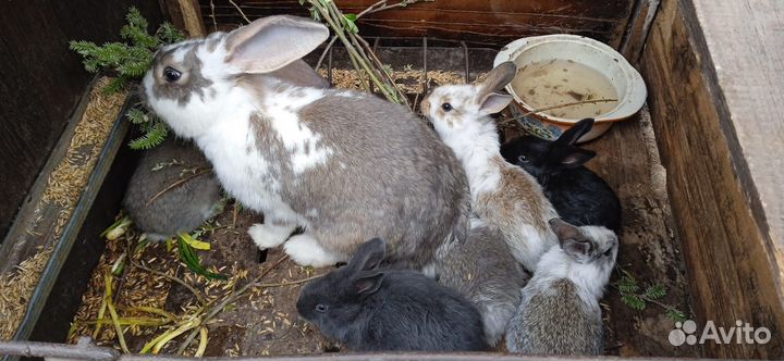 Самцы,самки и крольчата