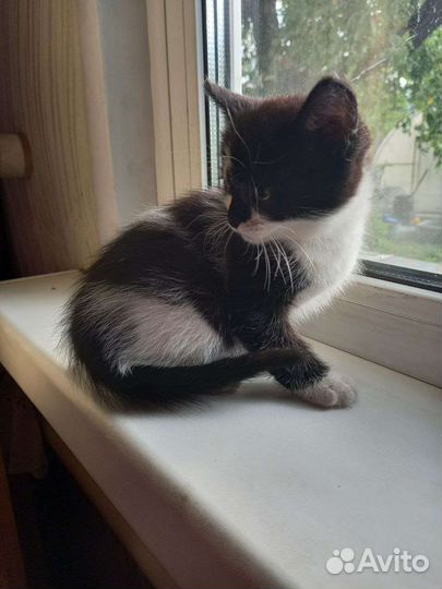 Котята(девочки) очень нуждаются в семье