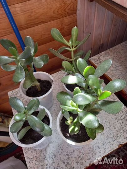 Комнатные и уличные растения