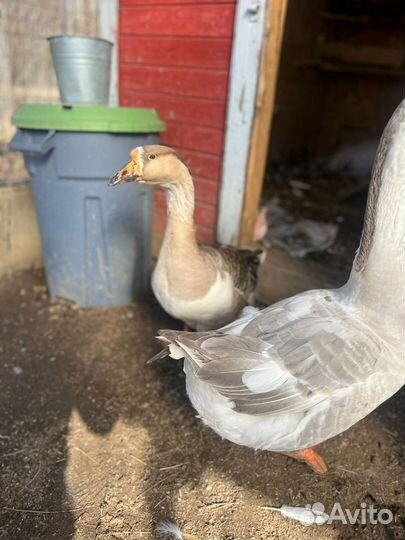 Семья гусей