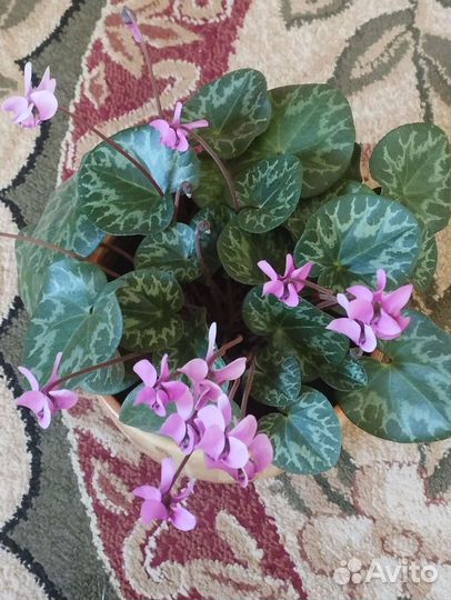 Цикламен европейский, алоэ, бегония тигровая, ирис