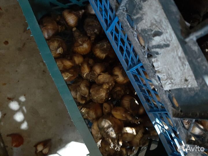 Луковицы нарциссов