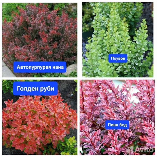 Саженцы барбариса