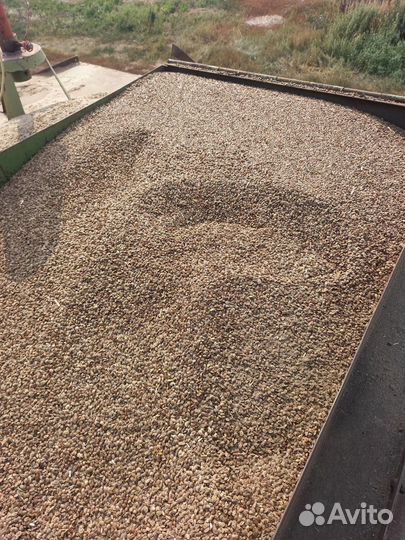 Продам семена эспарцета