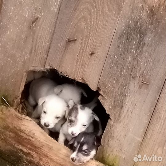 Щенята от маленькой собаки