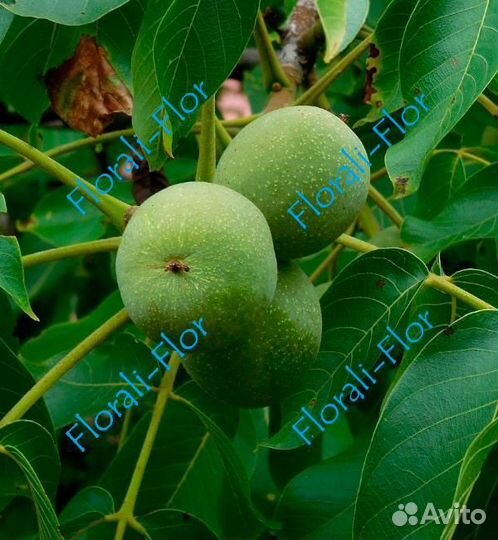 Грецкий орех Боспор