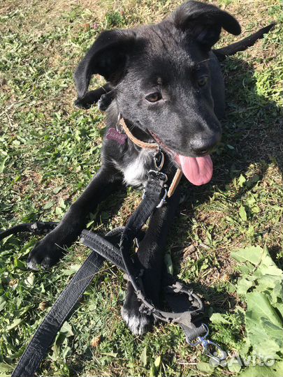 Щенок в добрые руки