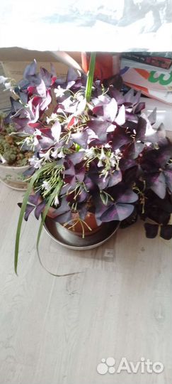 Комнатные цветы кислица