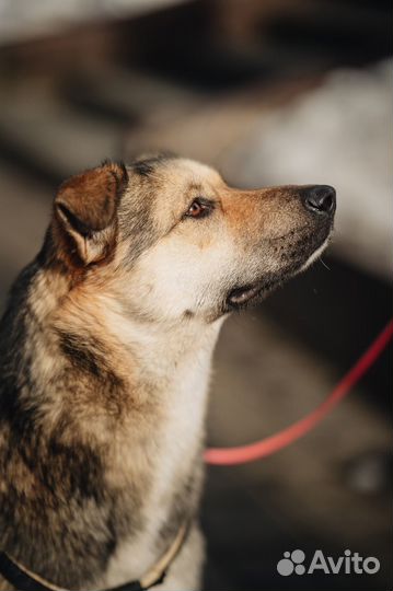 Ласковая собака