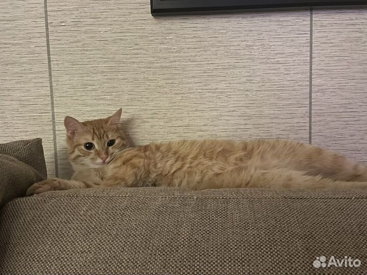 Рыжий котенок мальчик