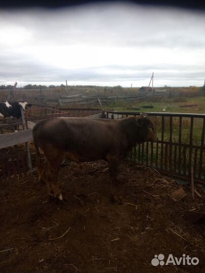 Телята бычки