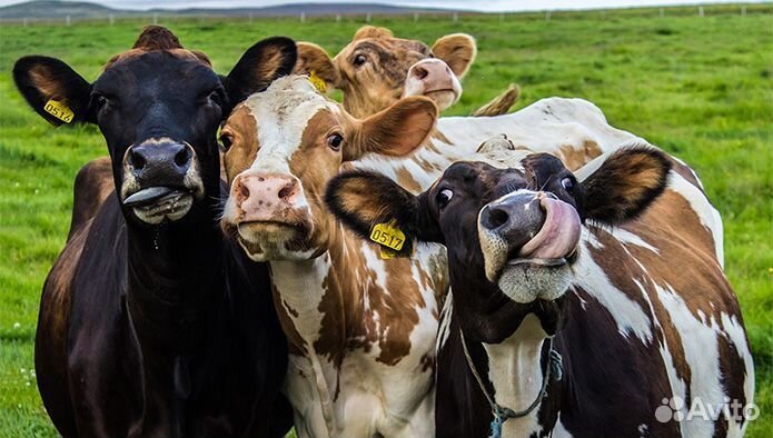 Искусственное осеменение коров