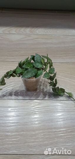 Хойя super эскимо