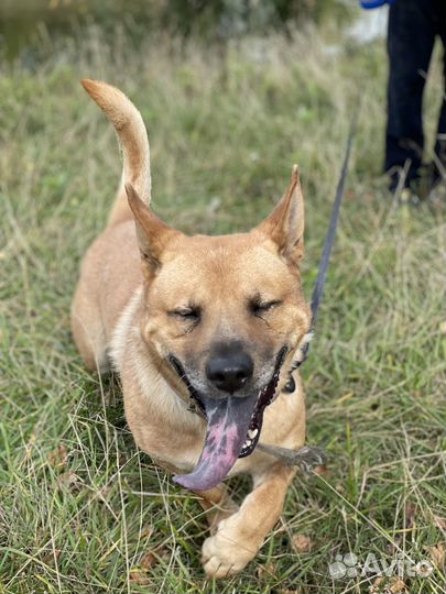 Любимая собака в добрые руки